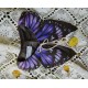 Yolanda Fleurs Avec Isabella Butterfly Collar and Hair Clips(Leftovers/7 Colours)